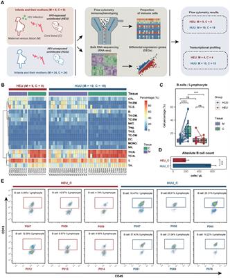 Reduced B cell frequencies in cord blood of HIV-exposed uninfected infants: an immunological and transcriptomic analysis